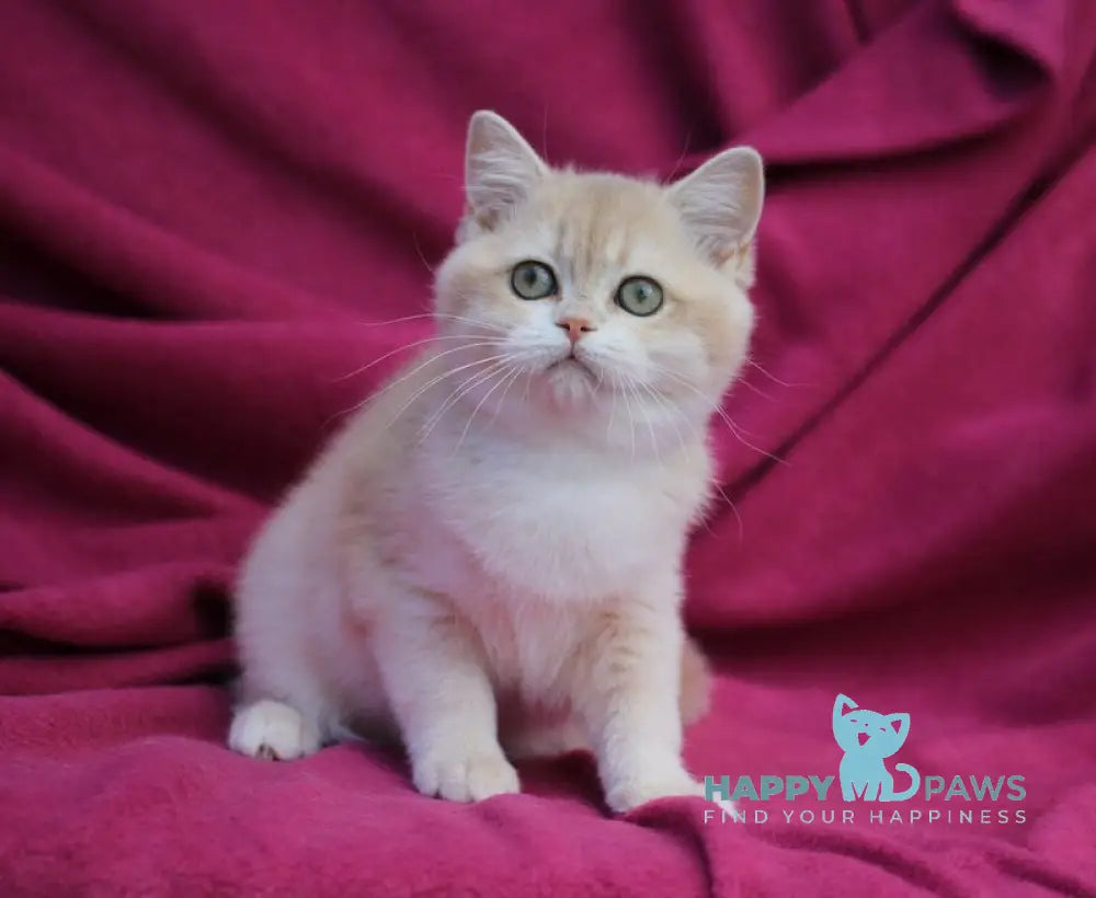 Odri British Shorthair female lilac golden chinchilla live animals