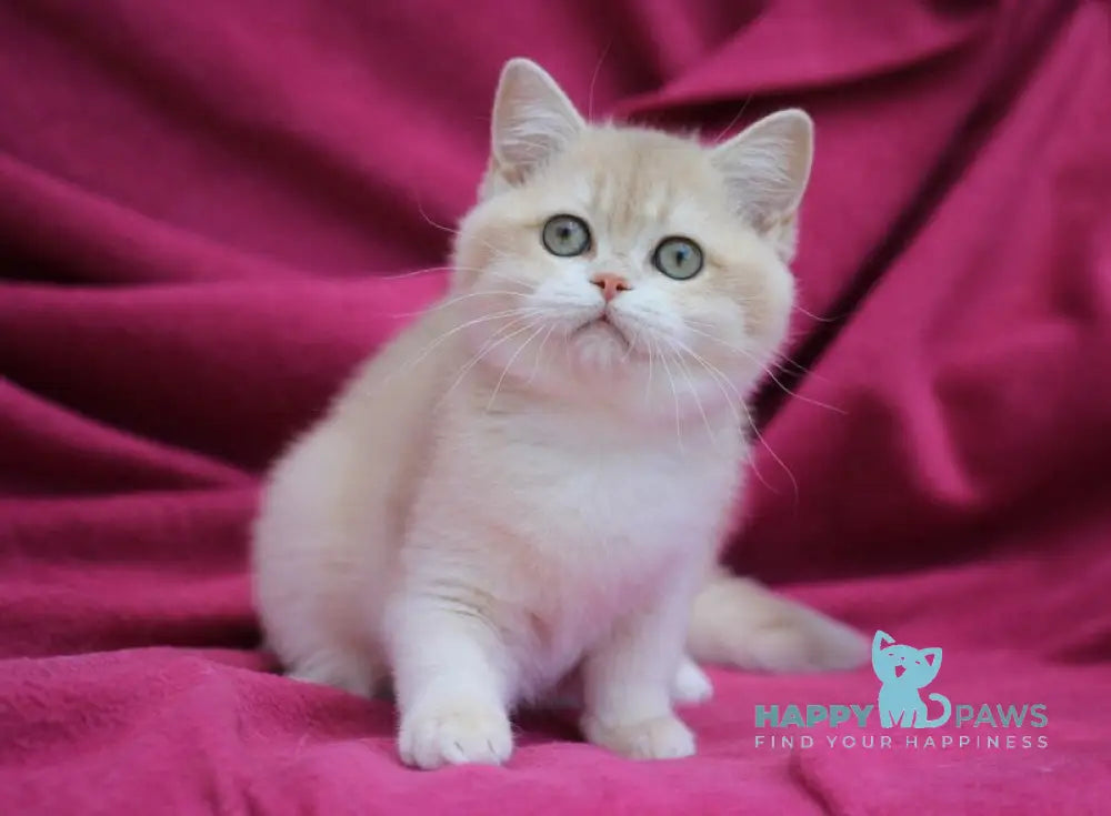 Odri British Shorthair female lilac golden chinchilla live animals