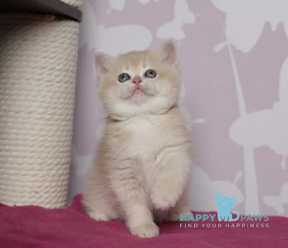 Odri British Shorthair female lilac golden chinchilla live animals