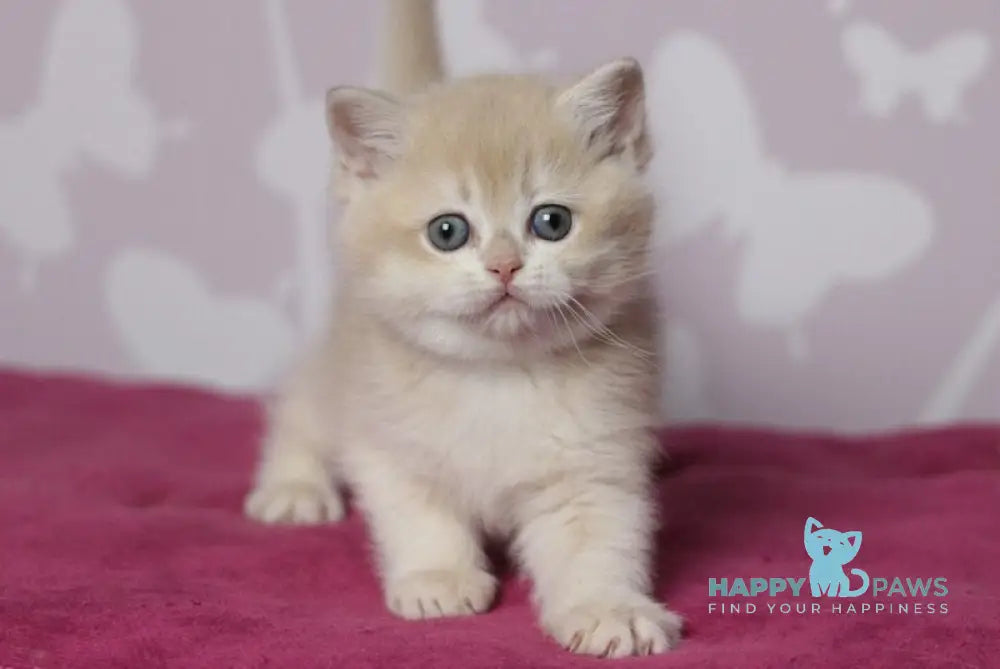 Odri British Shorthair female lilac golden chinchilla live animals
