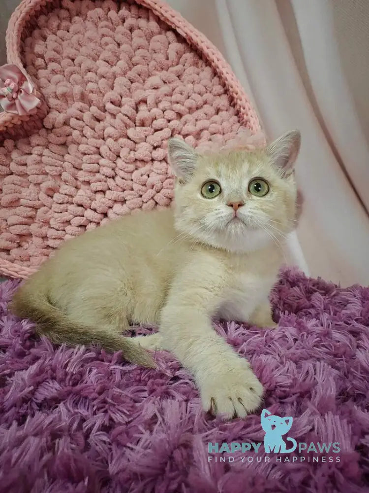 Odri British Shorthair female lilac golden shaded live animals