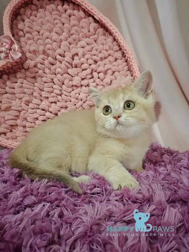 Odri British Shorthair female lilac golden shaded live animals