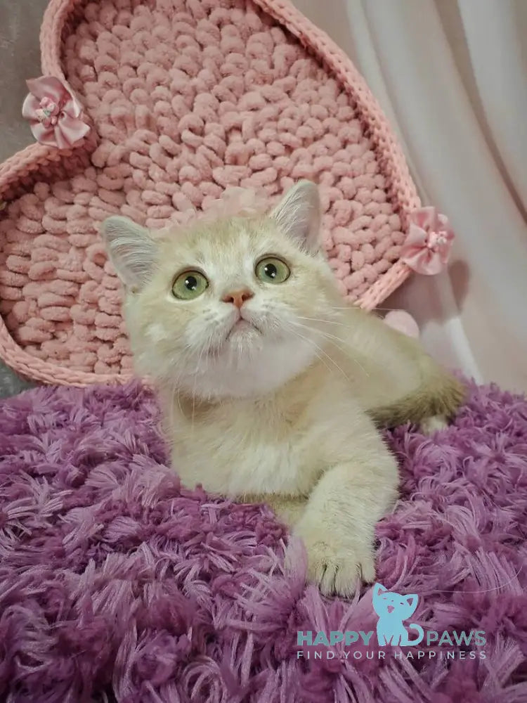 Odri British Shorthair female lilac golden shaded live animals