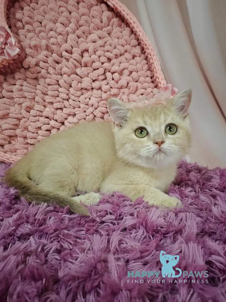 Odri British Shorthair female lilac golden shaded live animals
