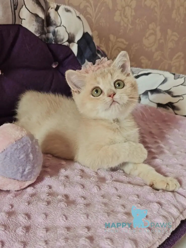 Odri British Shorthair female lilac golden shaded live animals