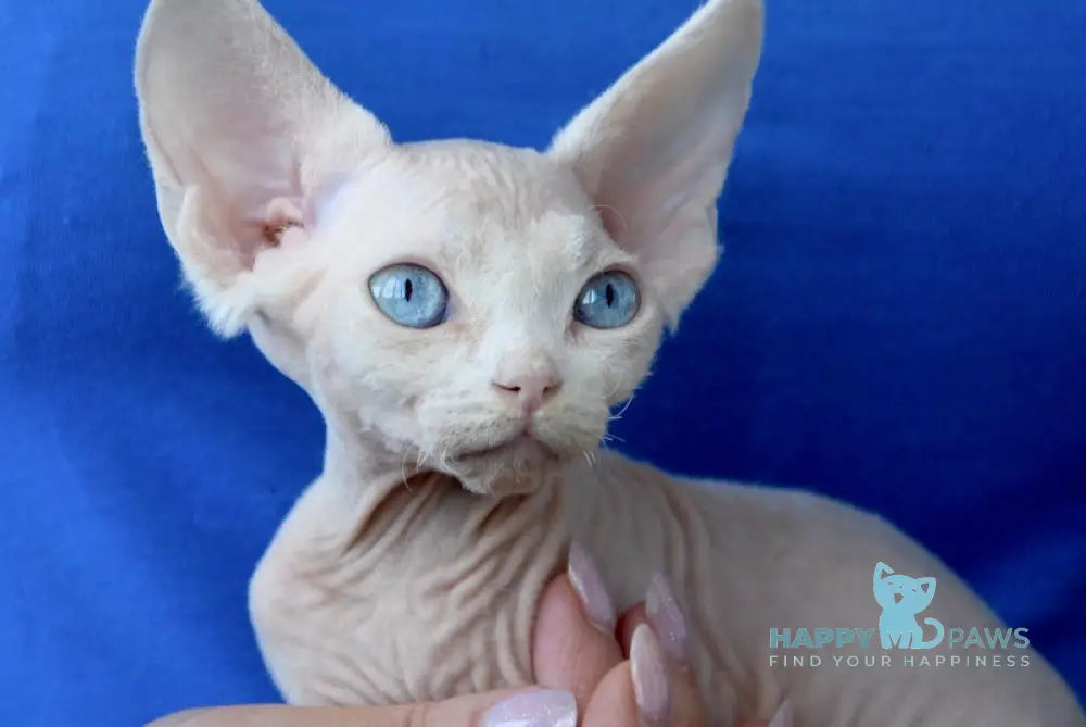 Odri Devon Rex female white live animals
