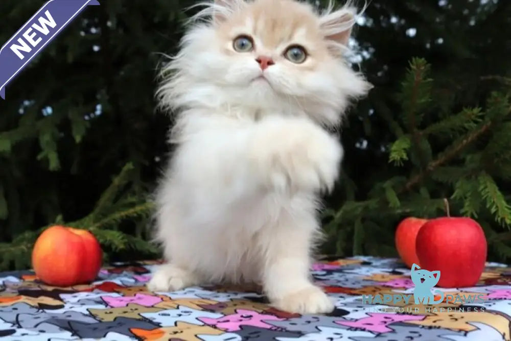 Odri Scottish Straight female lilac golden shaded live animals
