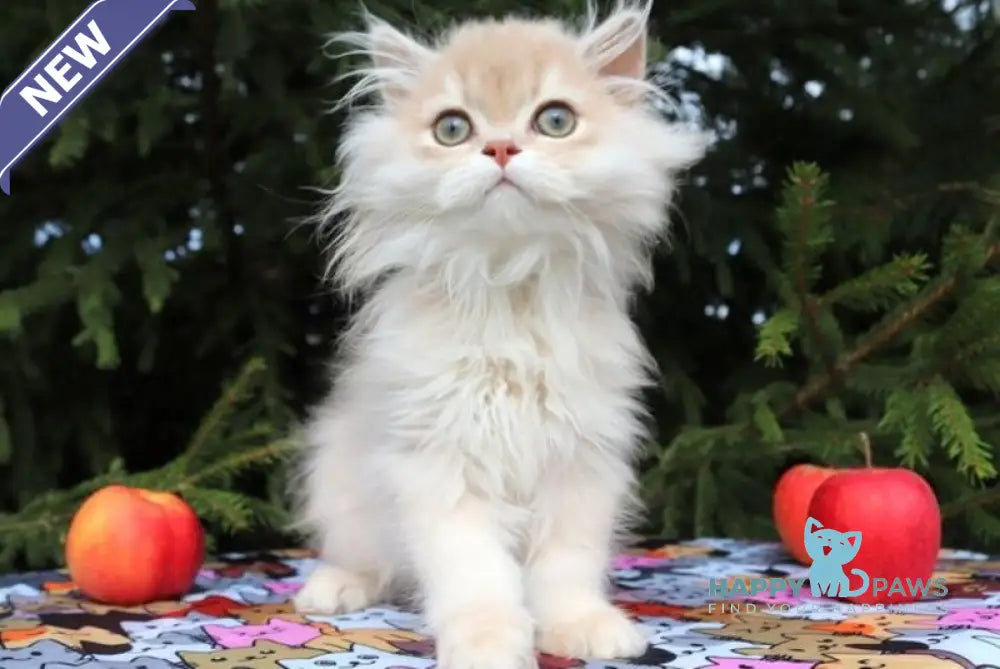 Odri Scottish Straight female lilac golden shaded live animals