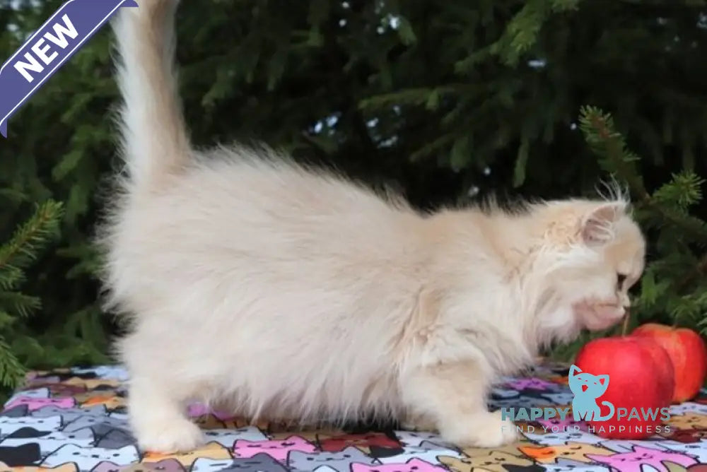 Odri Scottish Straight female lilac golden shaded live animals