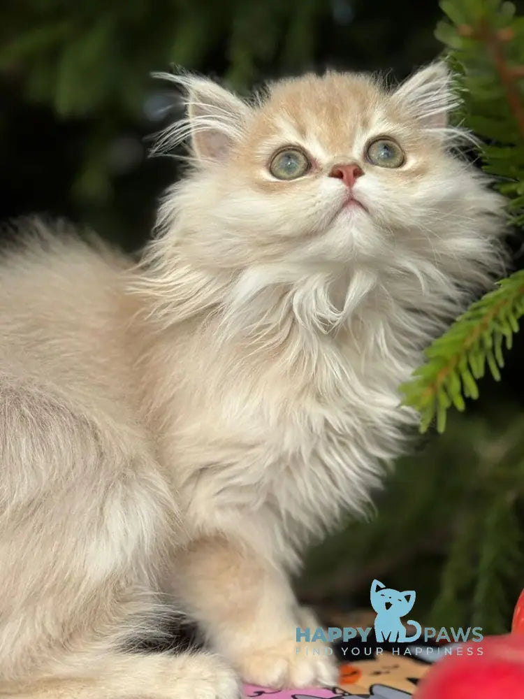 Odri Scottish Straight female lilac golden shaded live animals