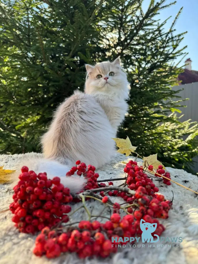 Odri Scottish Straight female lilac golden shaded live animals