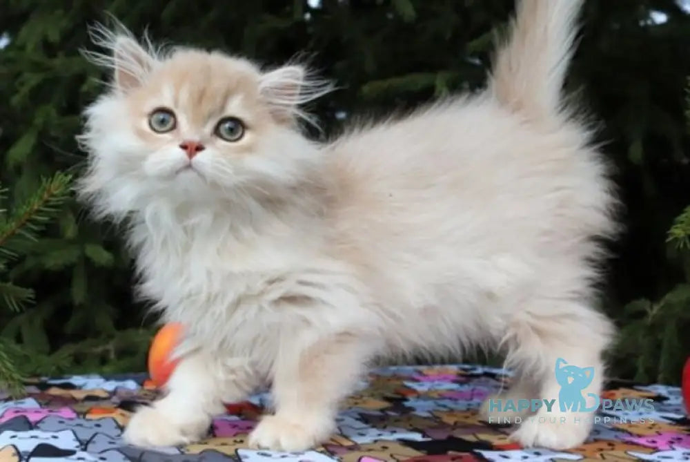Odri Scottish Straight female lilac golden shaded live animals