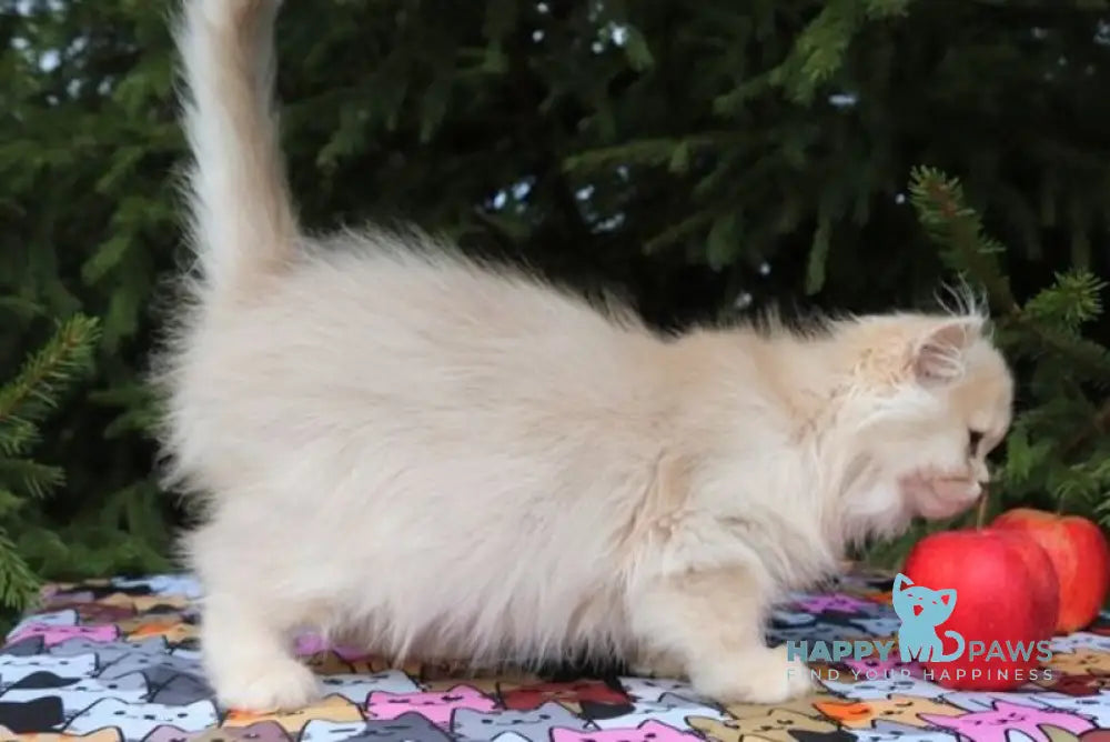 Odri Scottish Straight female lilac golden shaded live animals