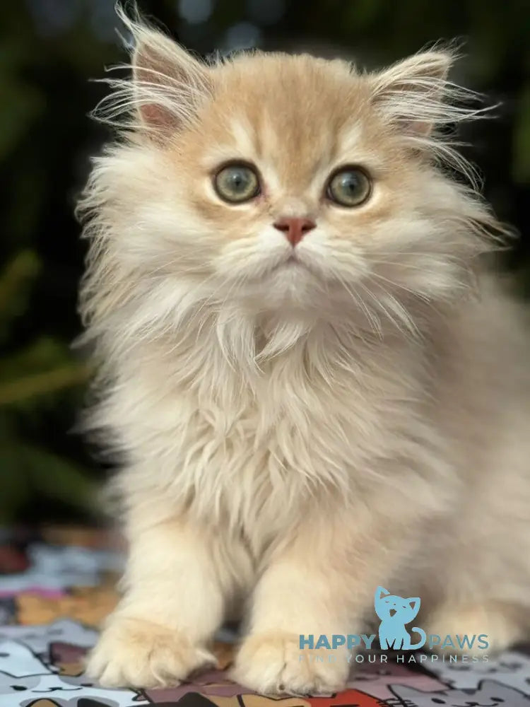 Odri Scottish Straight female lilac golden shaded live animals