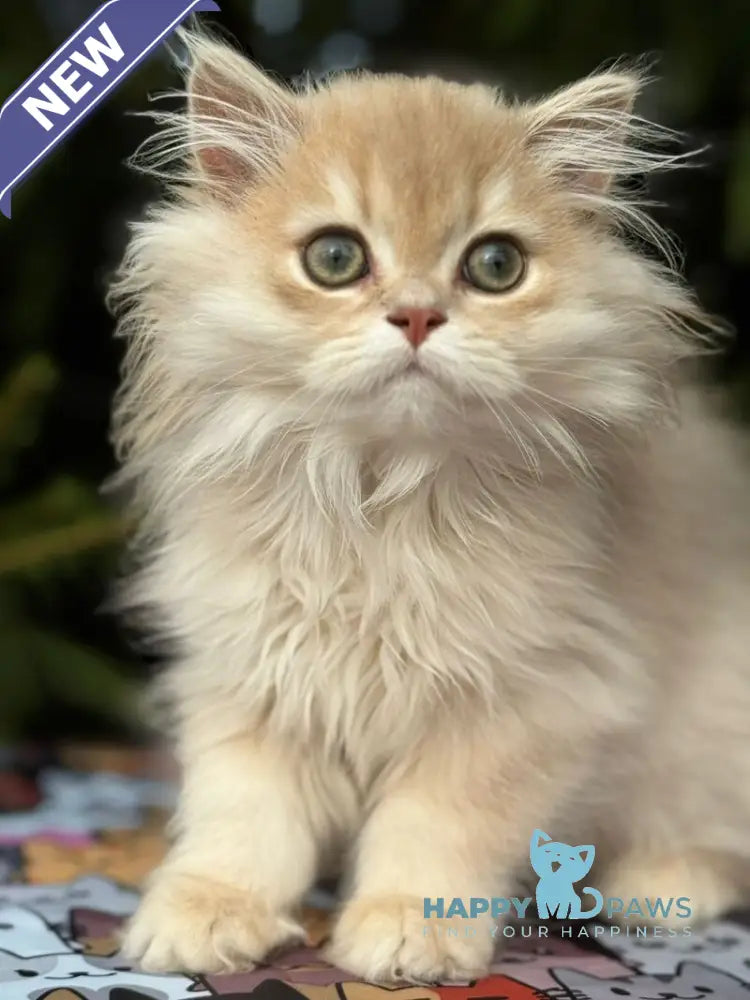 Odri Scottish Straight female lilac golden shaded live animals