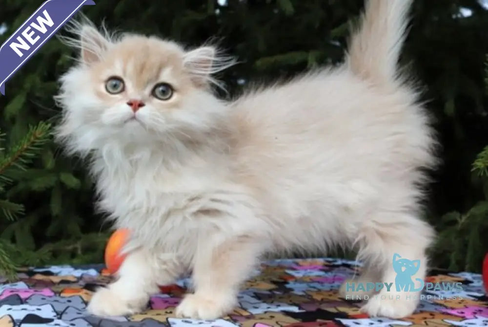 Odri Scottish Straight female lilac golden shaded live animals