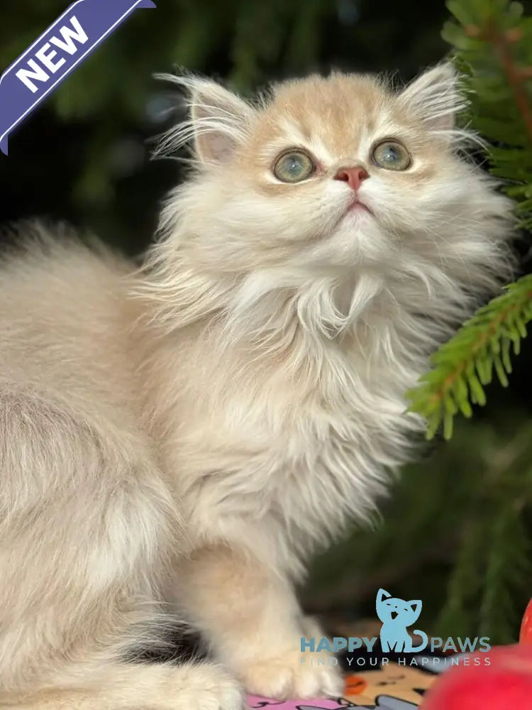 Odri Scottish Straight female lilac golden shaded live animals