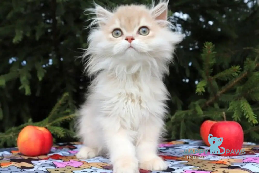 Odri Scottish Straight female lilac golden shaded live animals