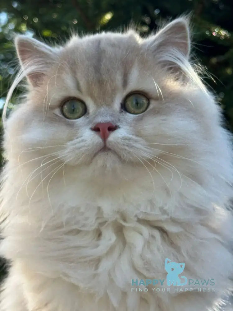 Odri Scottish Straight female lilac golden shaded live animals