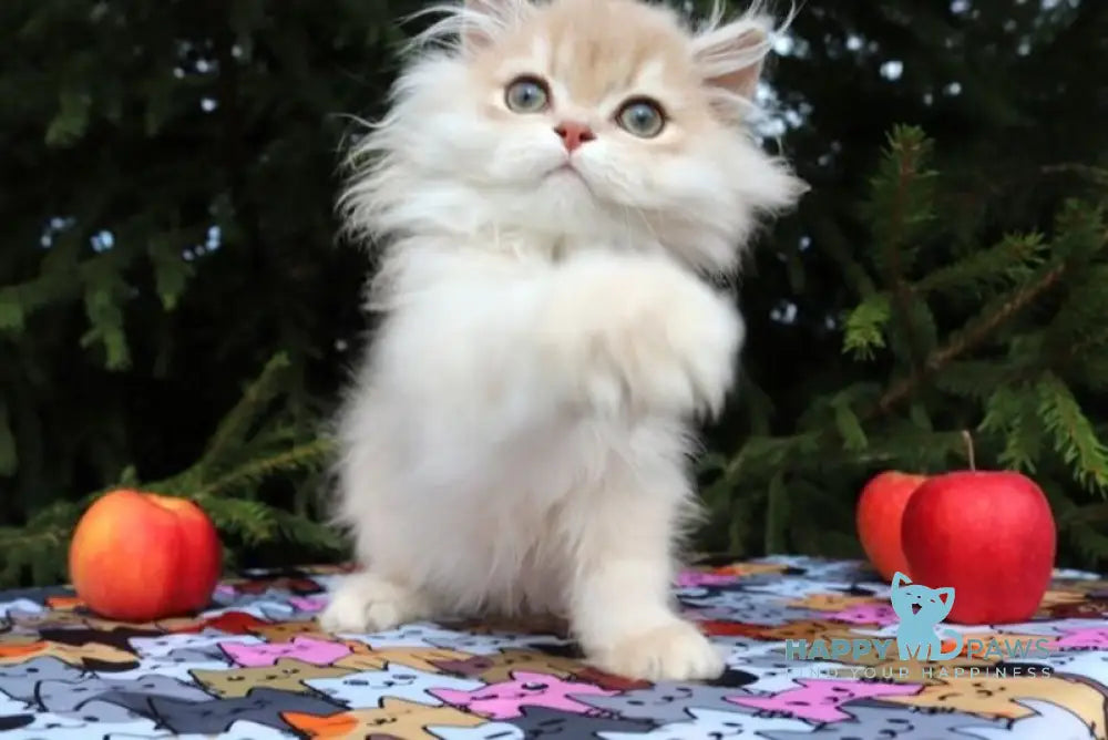 Odri Scottish Straight female lilac golden shaded live animals