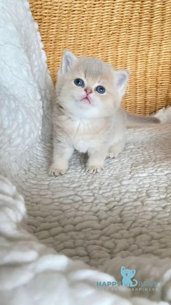 Odry British Shorthair female lilac golden shaded live animals