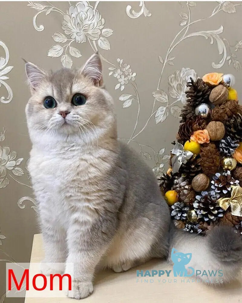 Odry British Shorthair female lilac golden shaded live animals