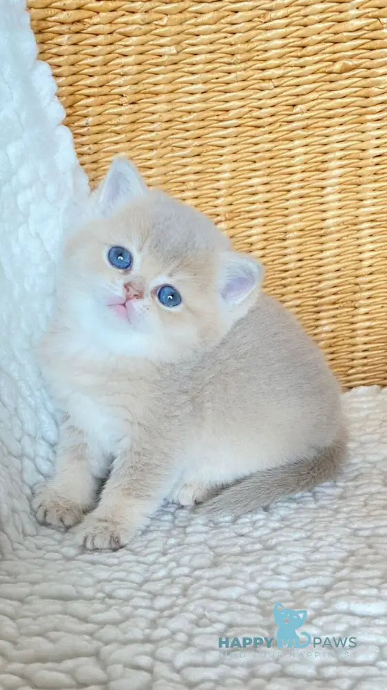 Odry British Shorthair female lilac golden shaded live animals