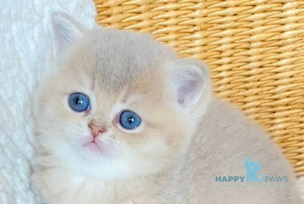 Odry British Shorthair female lilac golden shaded live animals