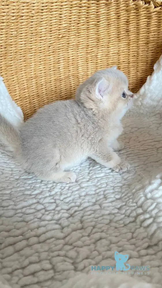 Odry British Shorthair female lilac golden shaded live animals