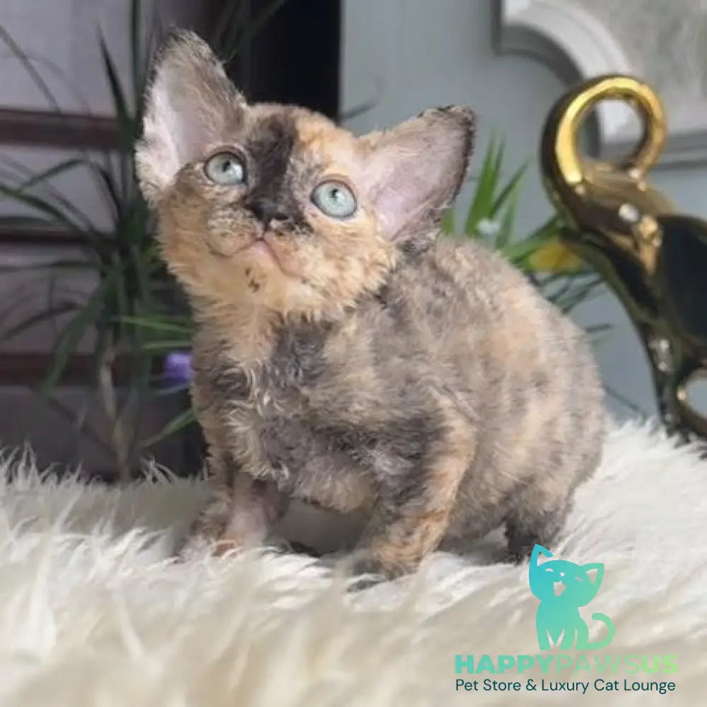 Odry Devon Rex female black tortie