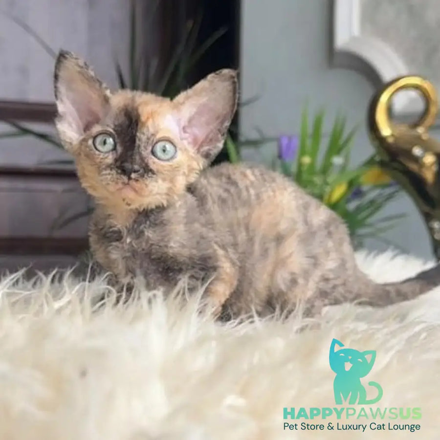 Odry Devon Rex female black tortie