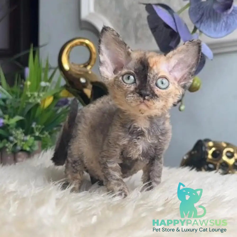 Odry Devon Rex female black tortie