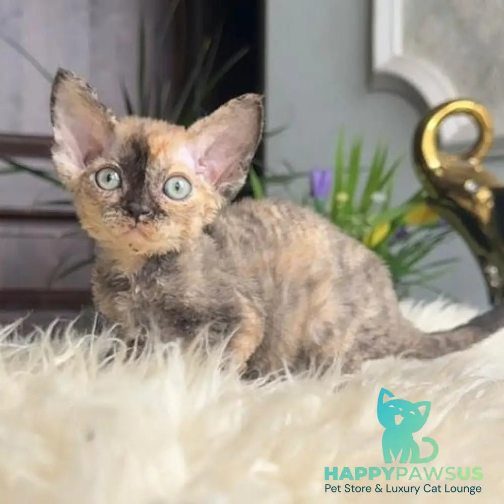 Odry Devon Rex female black tortie
