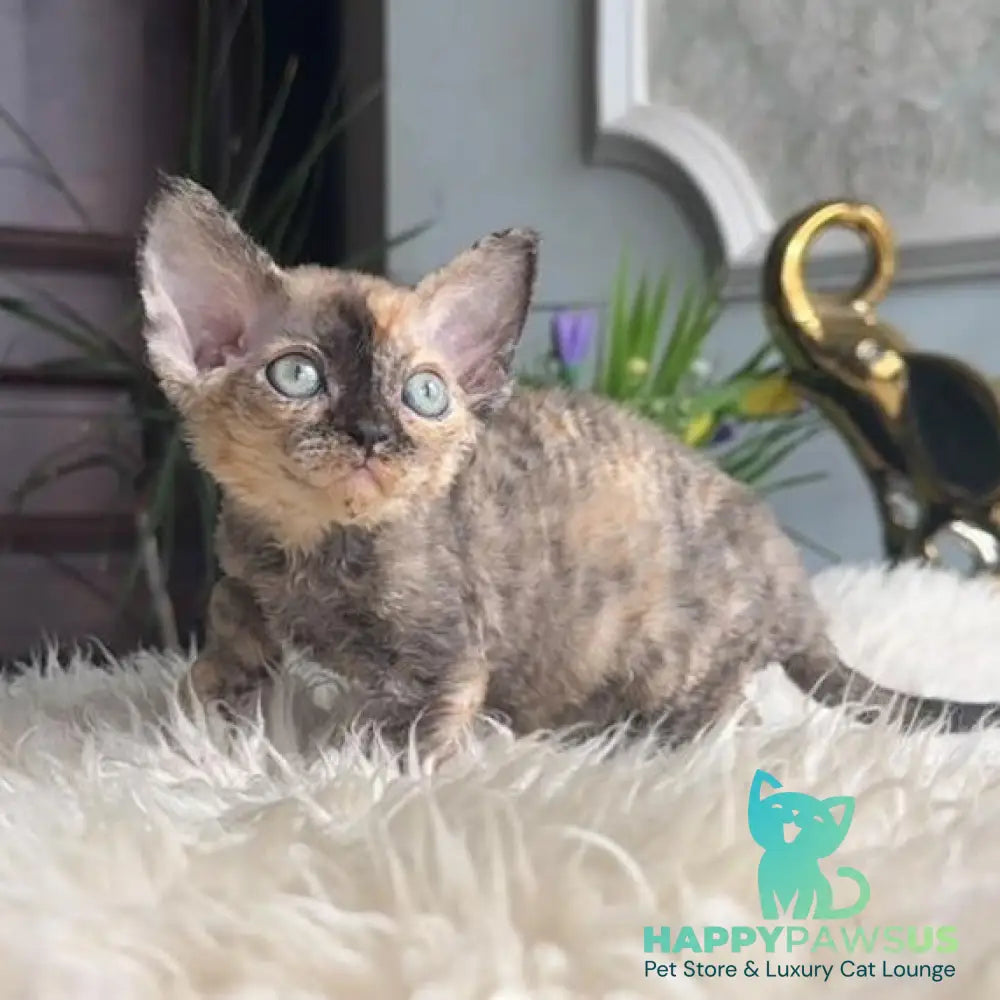 Odry Devon Rex female black tortie