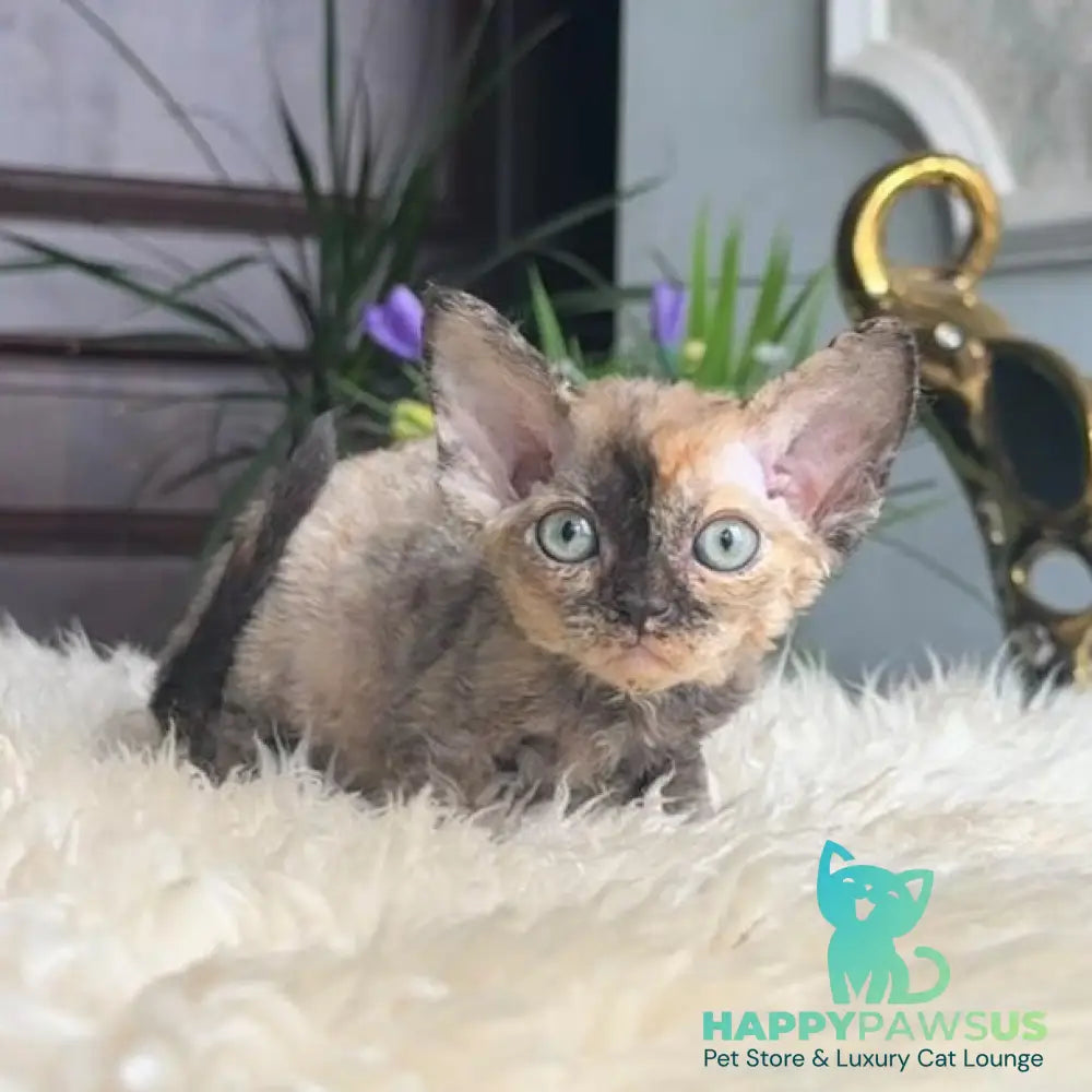Odry Devon Rex female blue tortie - live animals