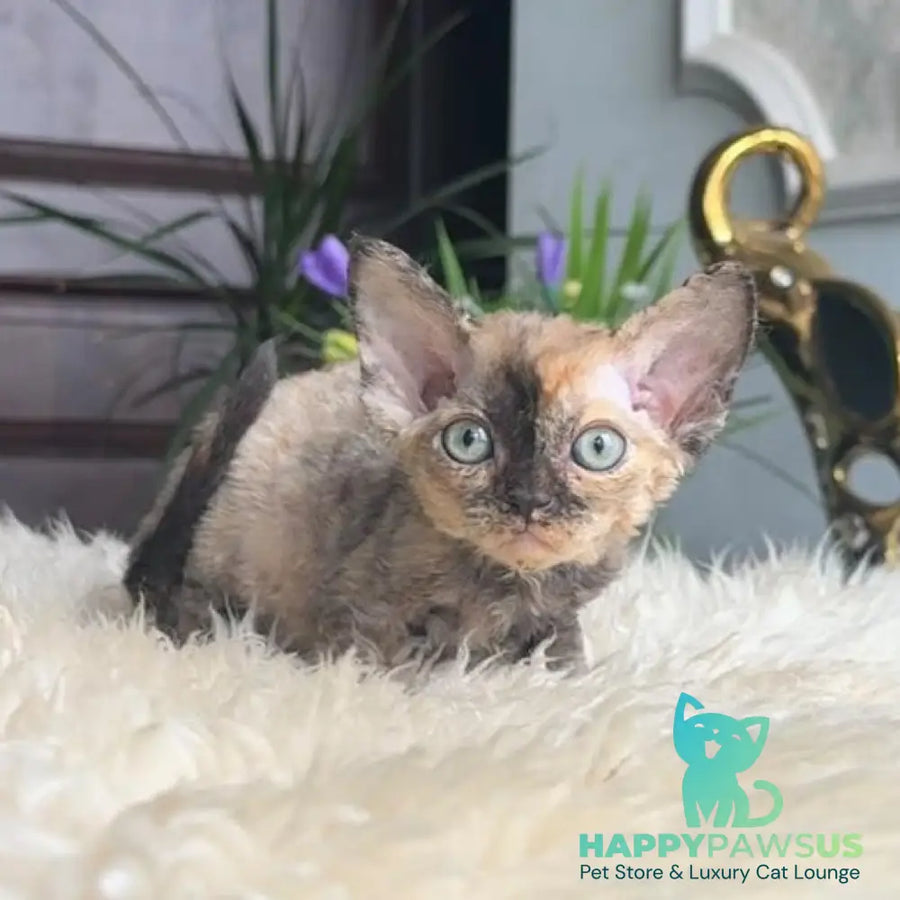 Odry Devon Rex female blue tortie - live animals