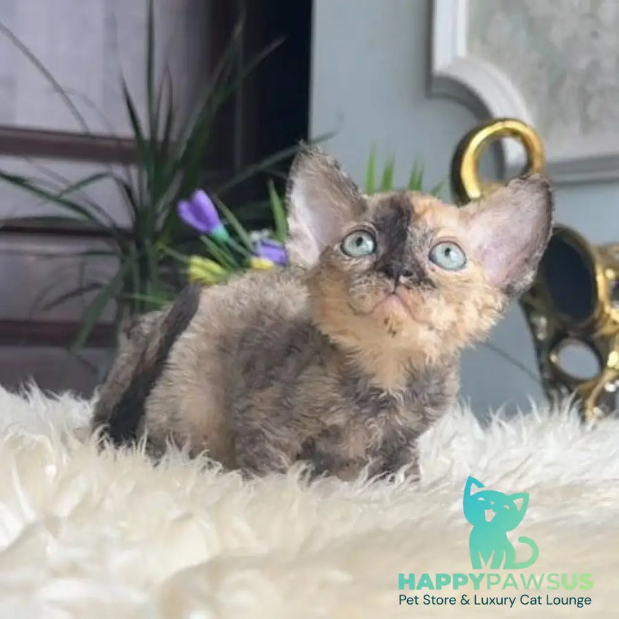 Odry Devon Rex female blue tortie - live animals