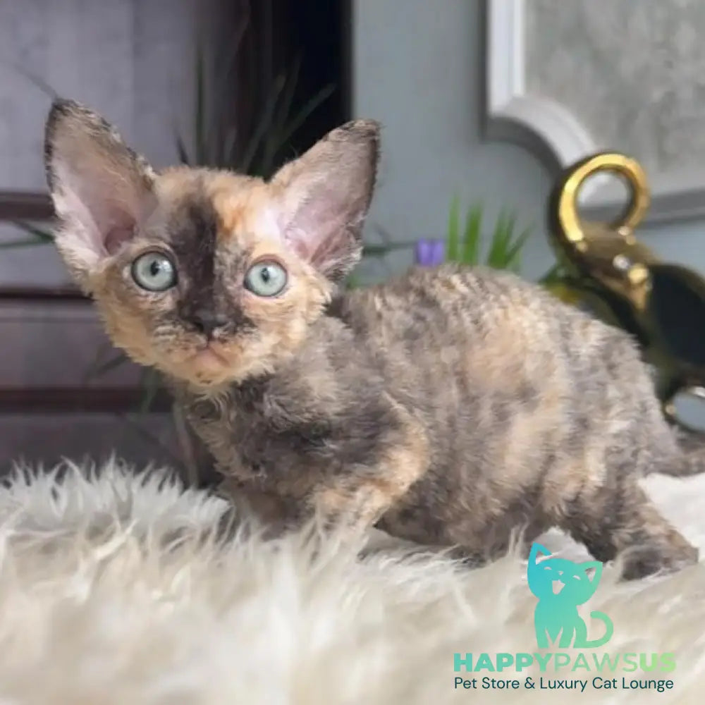 Odry Devon Rex female blue tortie - live animals