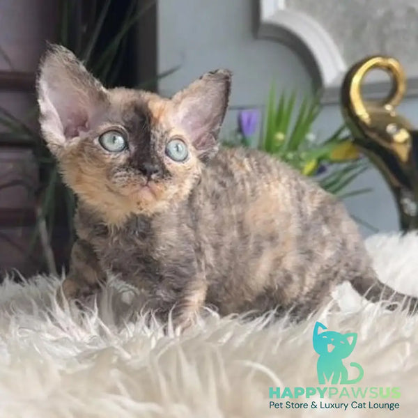 Odry Devon Rex female blue tortie - live animals