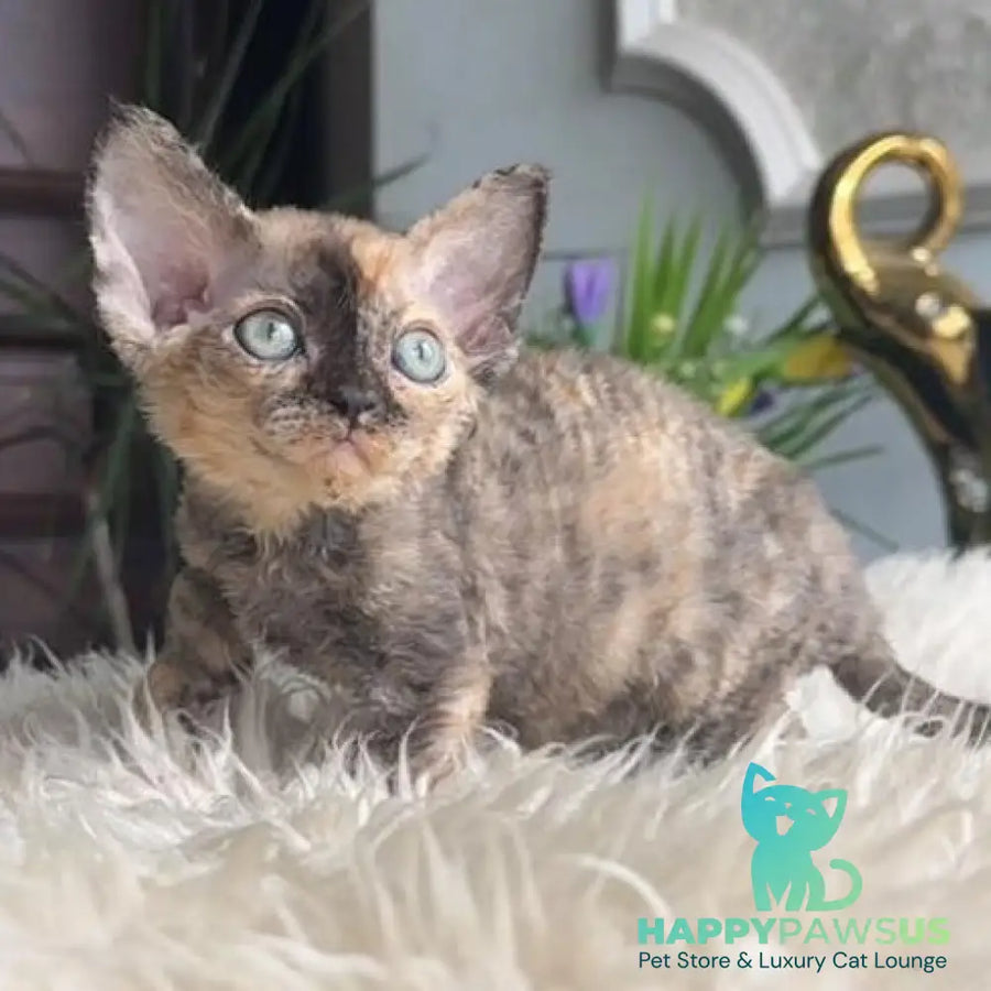 Odry Devon Rex female blue tortie - live animals