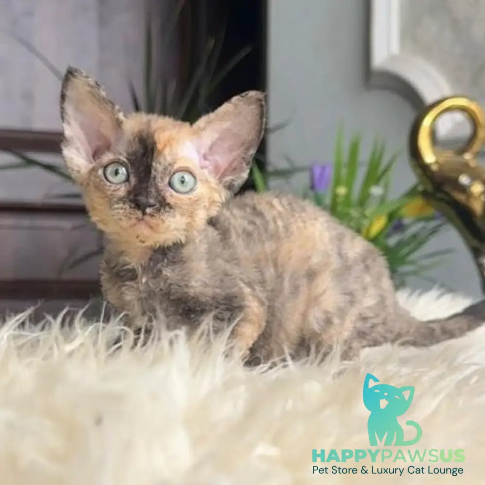Odry Devon Rex female blue tortie - live animals