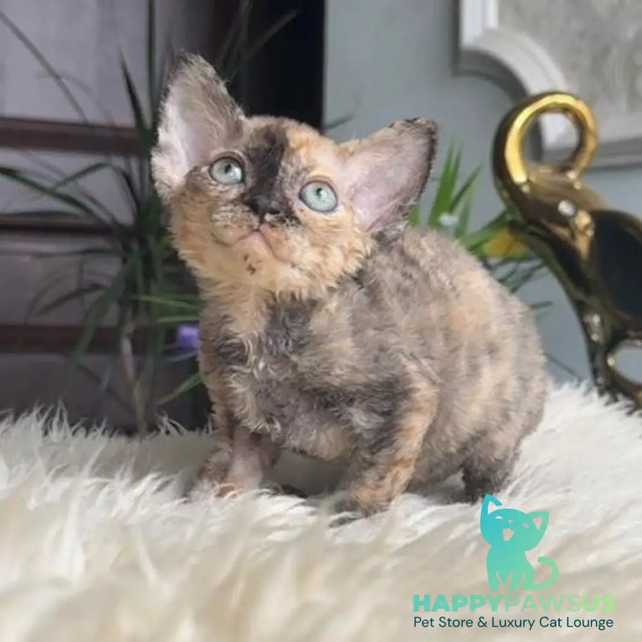 Odry Devon Rex female blue tortie - live animals