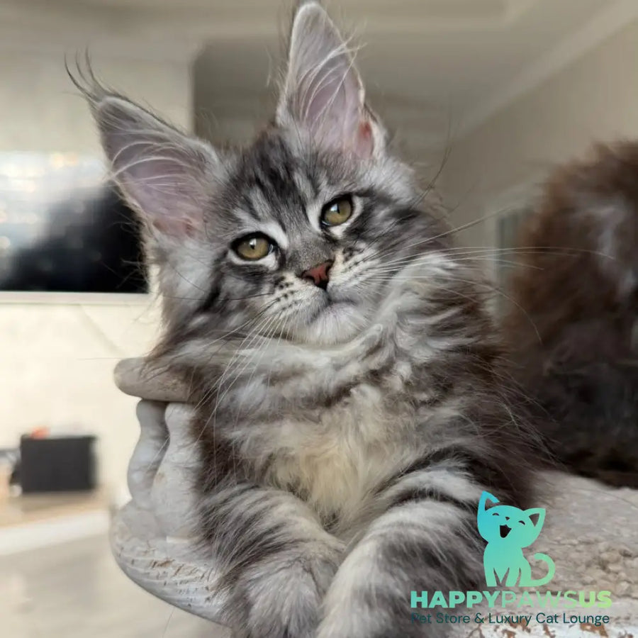 Odry Maine Coon female black silver tabby - live animals