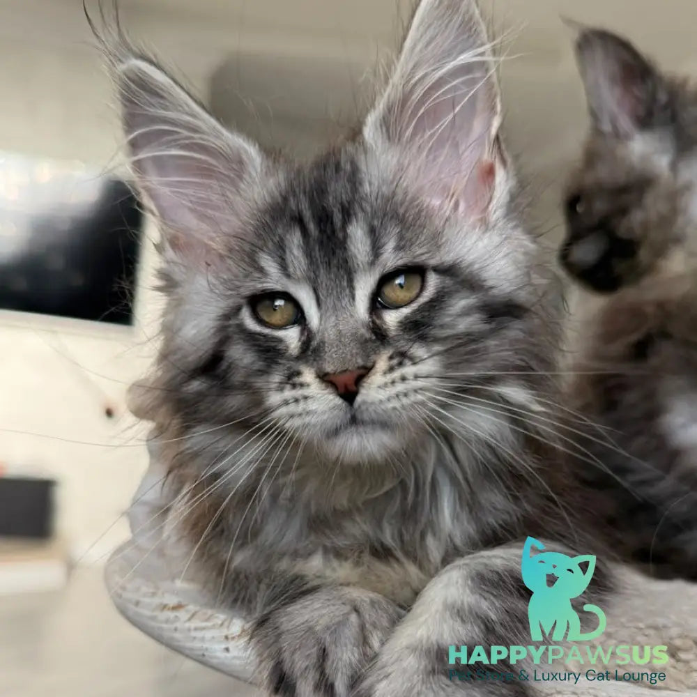 Odry Maine Coon female black silver tabby - live animals