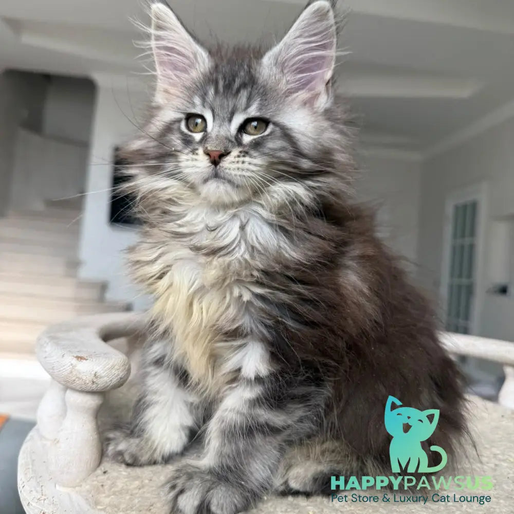 Odry Maine Coon female black silver tabby - live animals