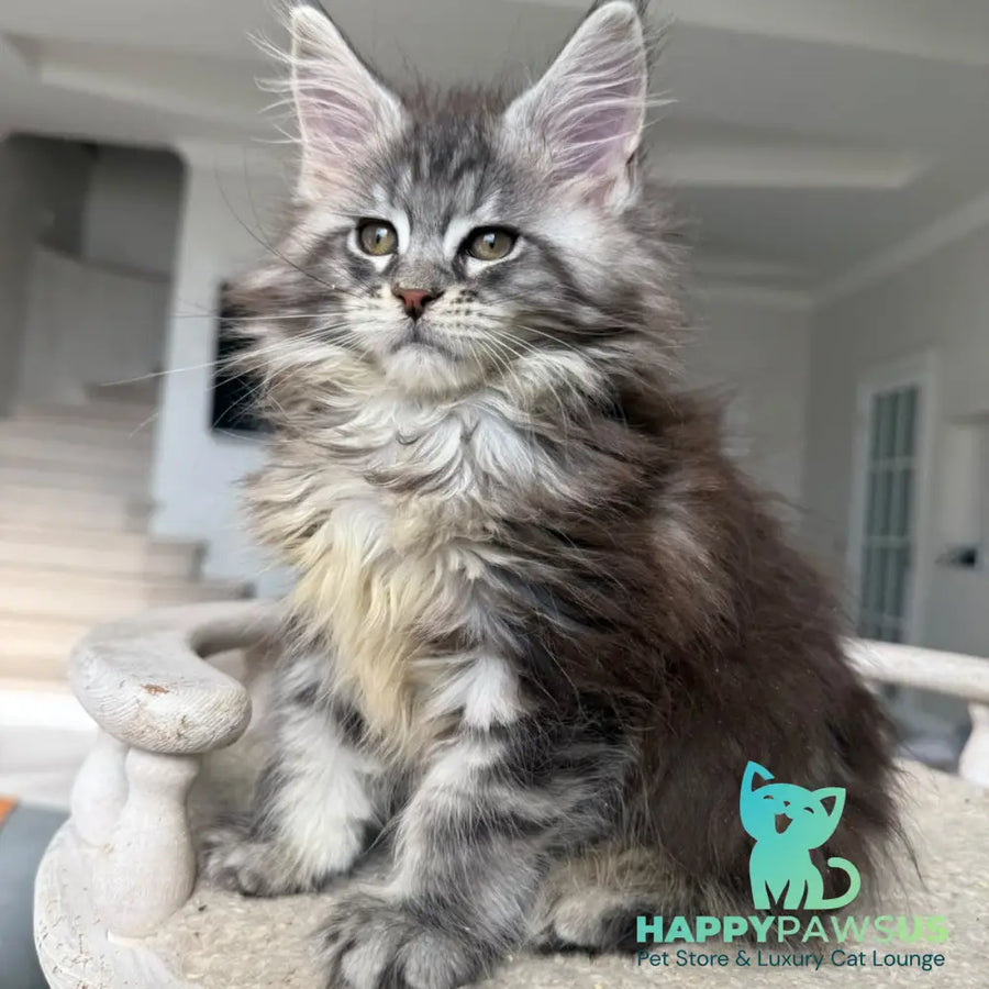 Odry Maine Coon female black silver tabby - live animals