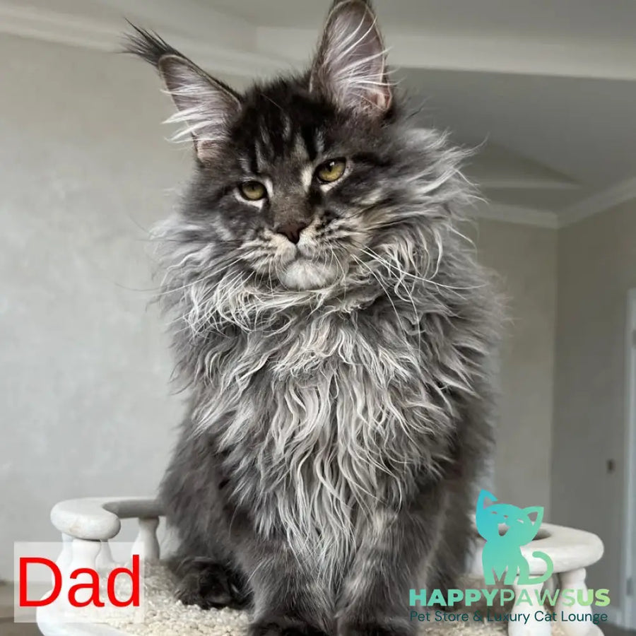 Odry Maine Coon female black silver tabby - live animals