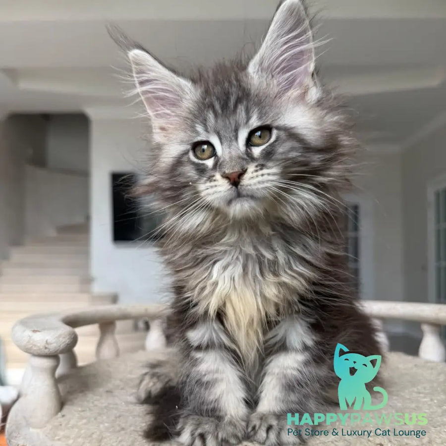 Odry Maine Coon female black silver tabby - live animals
