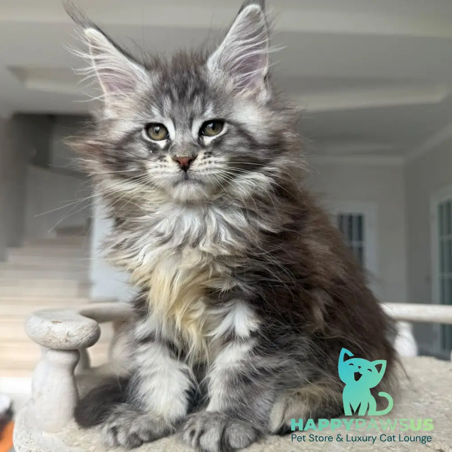 Odry Maine Coon female black silver tabby - live animals
