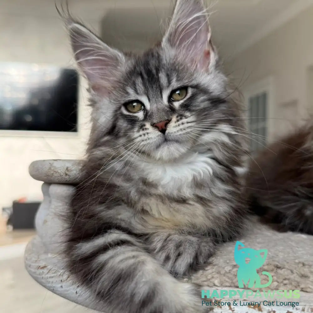Odry Maine Coon female black silver tabby - live animals